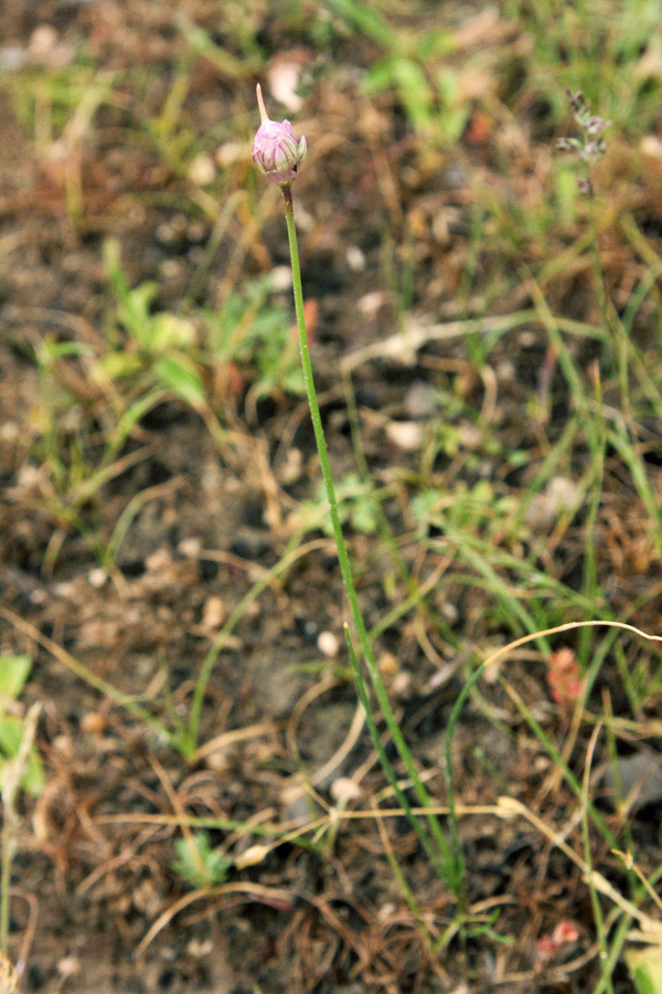 Image of Allium griffithianum specimen.