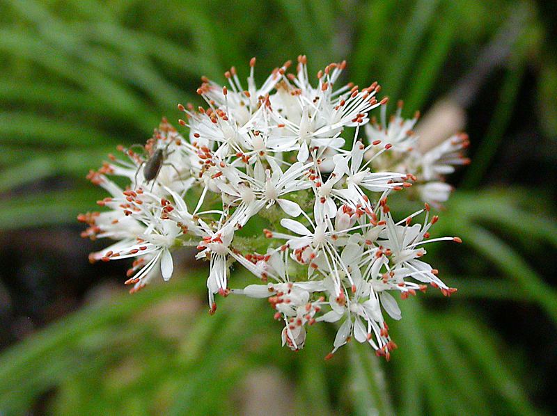 Изображение особи Micranthes manchuriensis.