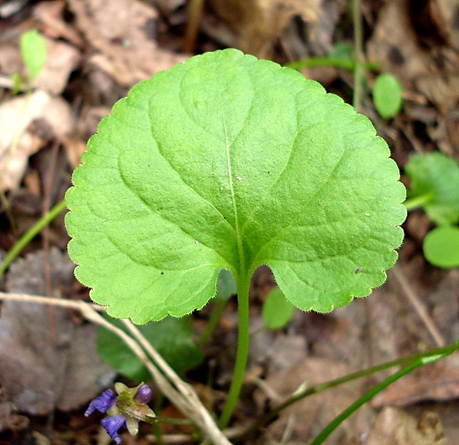 Image of genus Viola specimen.