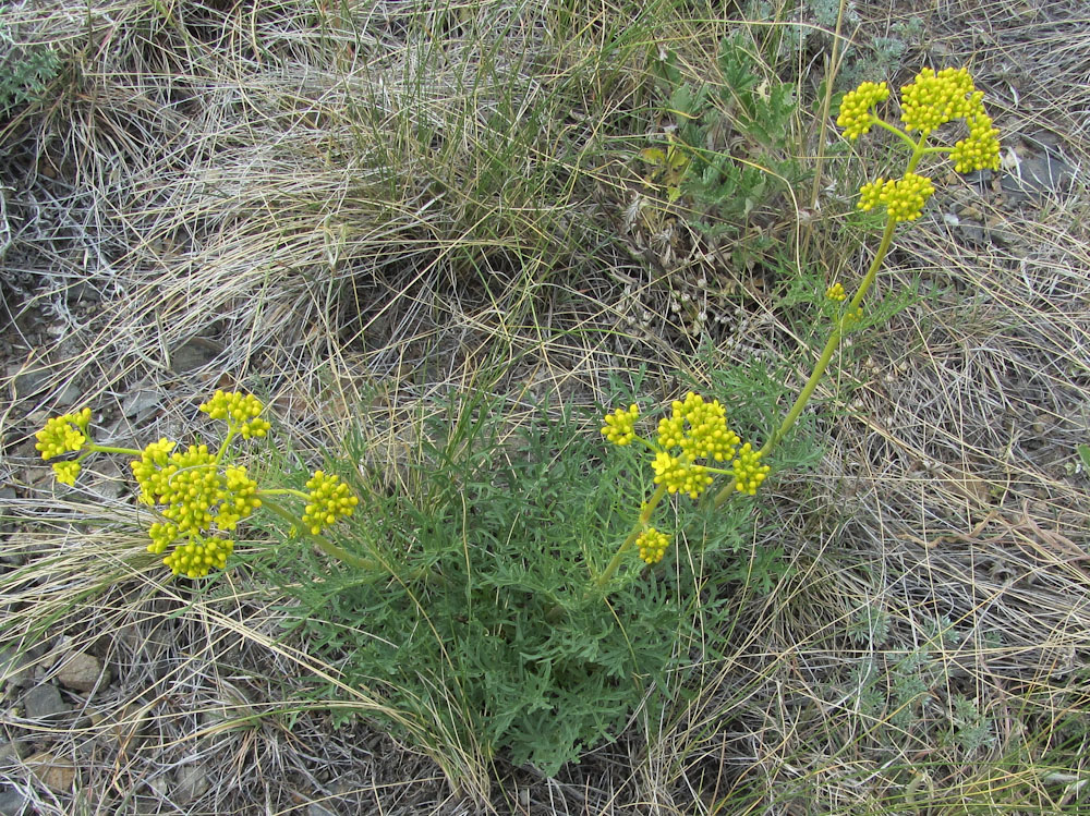 Image of Patrinia intermedia specimen.