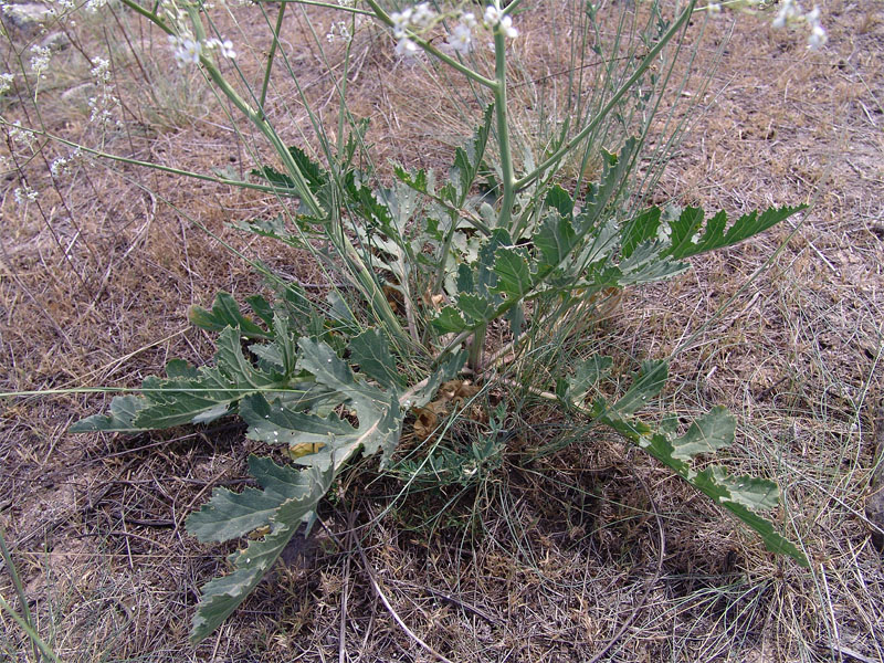 Image of Crambe juncea specimen.