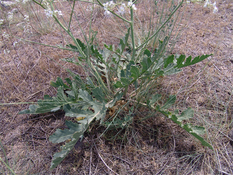 Изображение особи Crambe juncea.