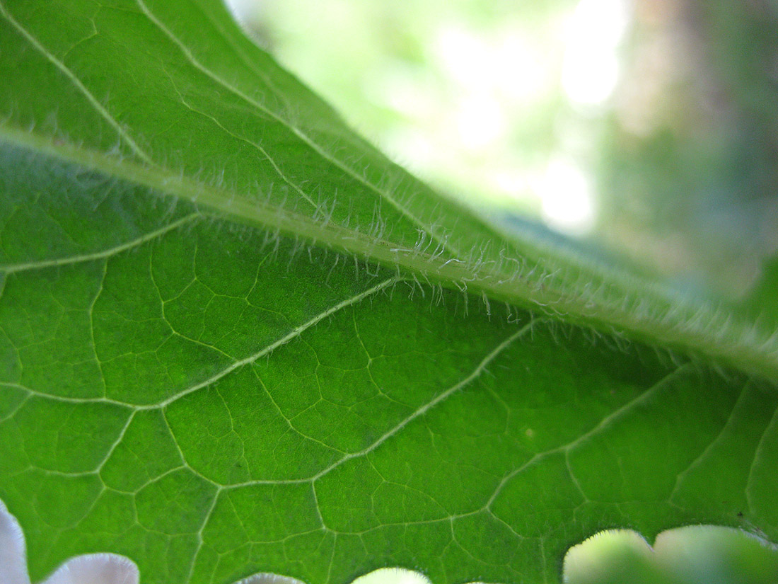 Image of Cichorium intybus specimen.