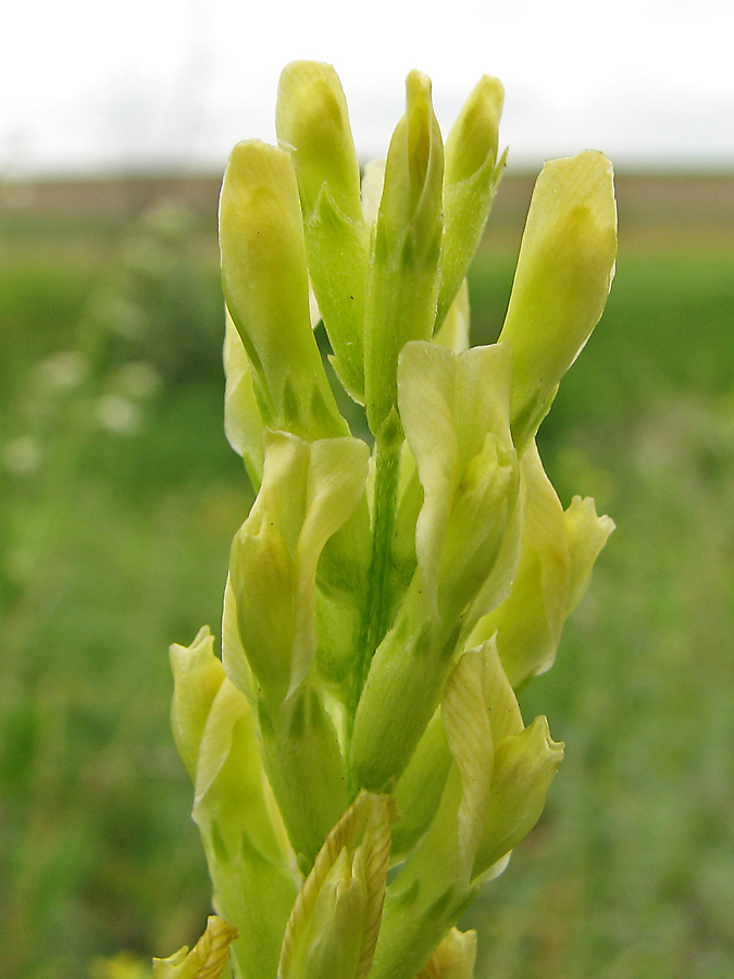 Image of Astragalus asper specimen.