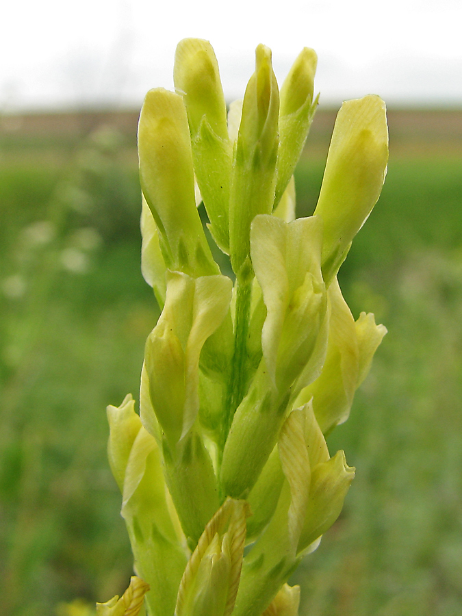 Изображение особи Astragalus asper.