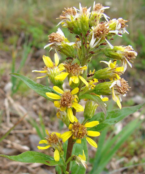 Image of Solidago virgaurea specimen.