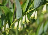 Polygonatum odoratum. Часть побега с соцветиями. Карелия, Ладожское озеро, Валаамский архипелаг, остров Оборонный. 22.06.2012.