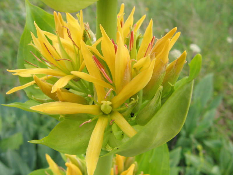 Изображение особи Gentiana lutea.