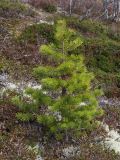 Pinus friesiana. Молодое дерево (около 1 м высотой) в сосново-берёзовом редколесье. Окр. Мурманска, начало июня.