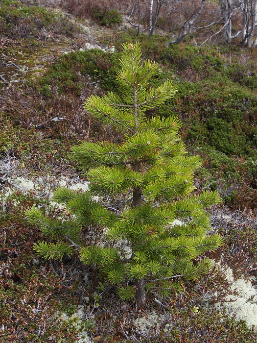 Изображение особи Pinus friesiana.