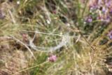 Stipa kirghisorum