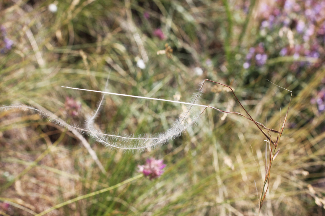 Изображение особи Stipa kirghisorum.