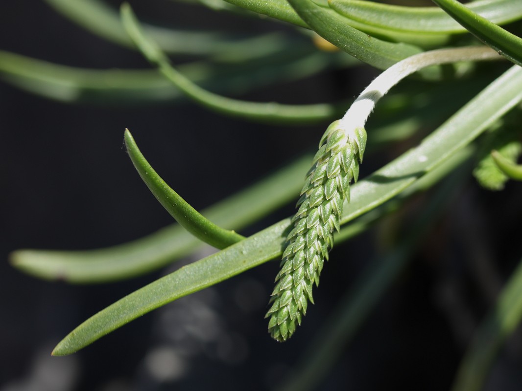 Изображение особи Plantago maritima.