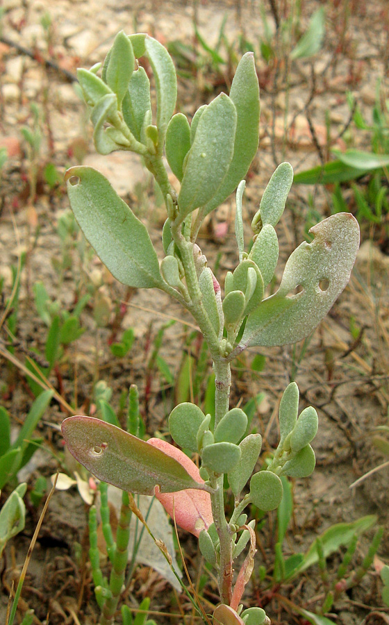 Image of Halimione pedunculata specimen.