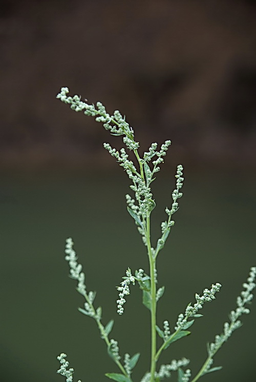 Изображение особи Chenopodium album.