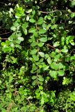 Azara microphylla