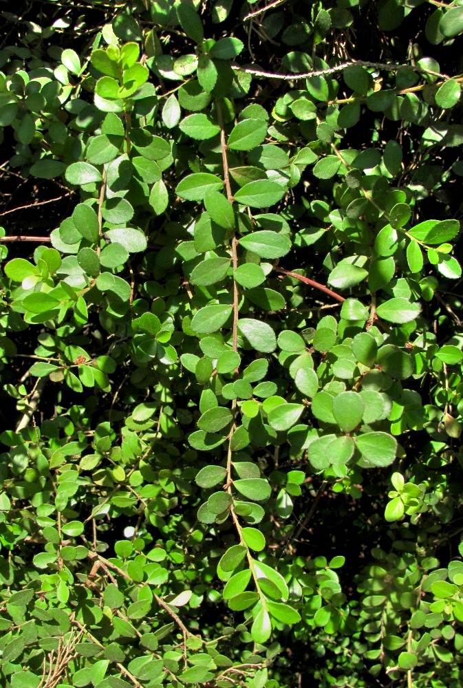 Image of Azara microphylla specimen.