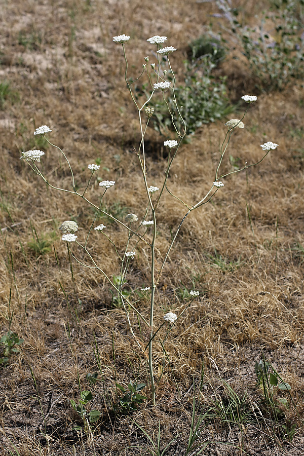 Image of familia Apiaceae specimen.