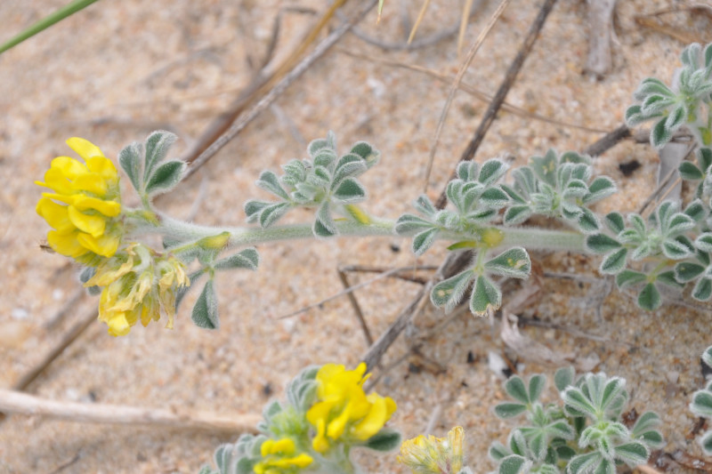 Image of Medicago marina specimen.