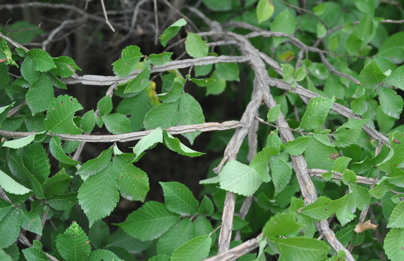 Image of Ulmus japonica specimen.