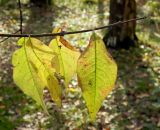 Euonymus europaeus