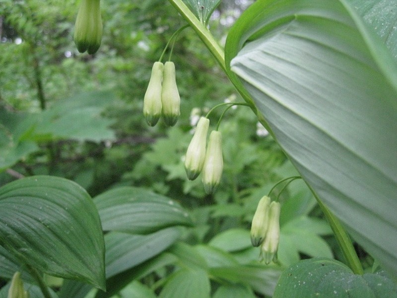 Image of Polygonatum maximowiczii specimen.