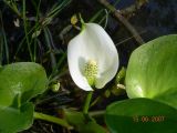 Calla palustris