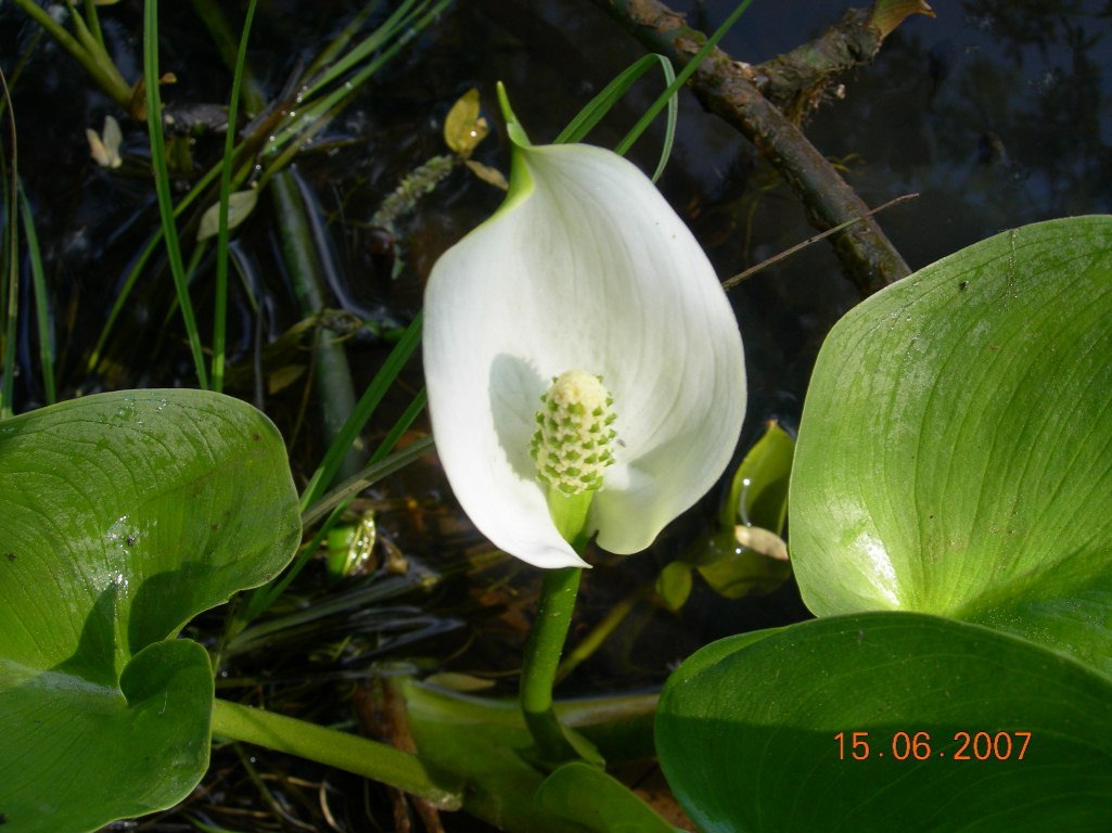 Изображение особи Calla palustris.