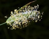 Phleum pratense