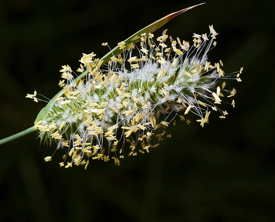 Image of Phleum pratense specimen.