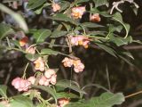 Euonymus europaeus. Ветви с плодами. Томск, Сибирский ботанический сад. 15 сентября 2012 г.