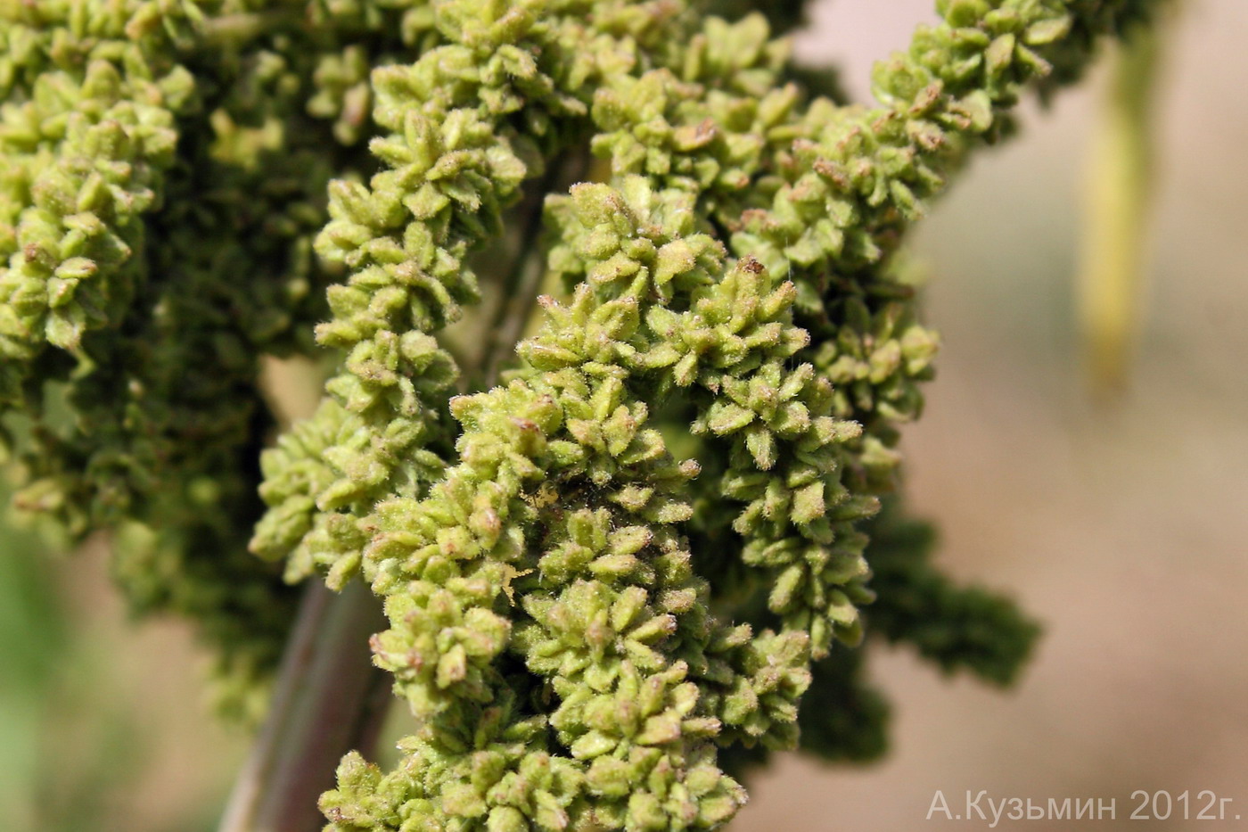 Изображение особи Urtica dioica.