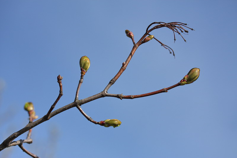 Image of Acer platanoides specimen.