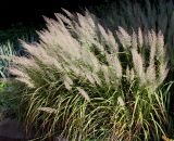 род Calamagrostis