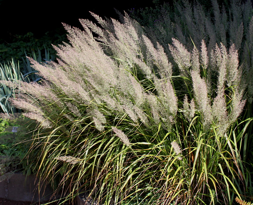 Изображение особи род Calamagrostis.