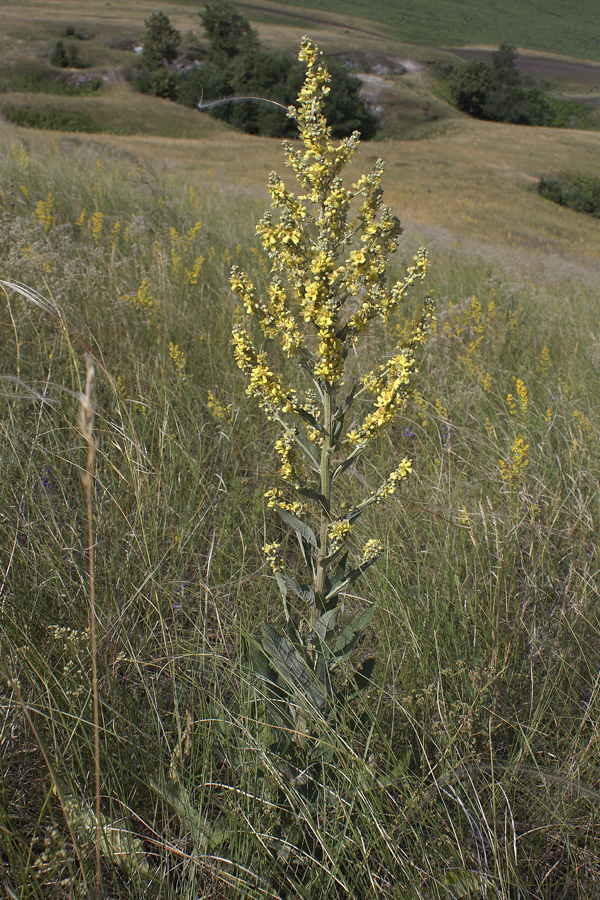 Изображение особи Verbascum lychnitis.