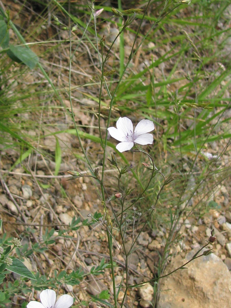 Изображение особи Linum tenuifolium.