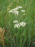 Allium ramosum