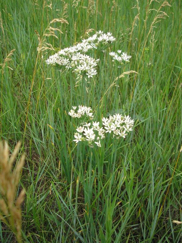 Image of Allium ramosum specimen.