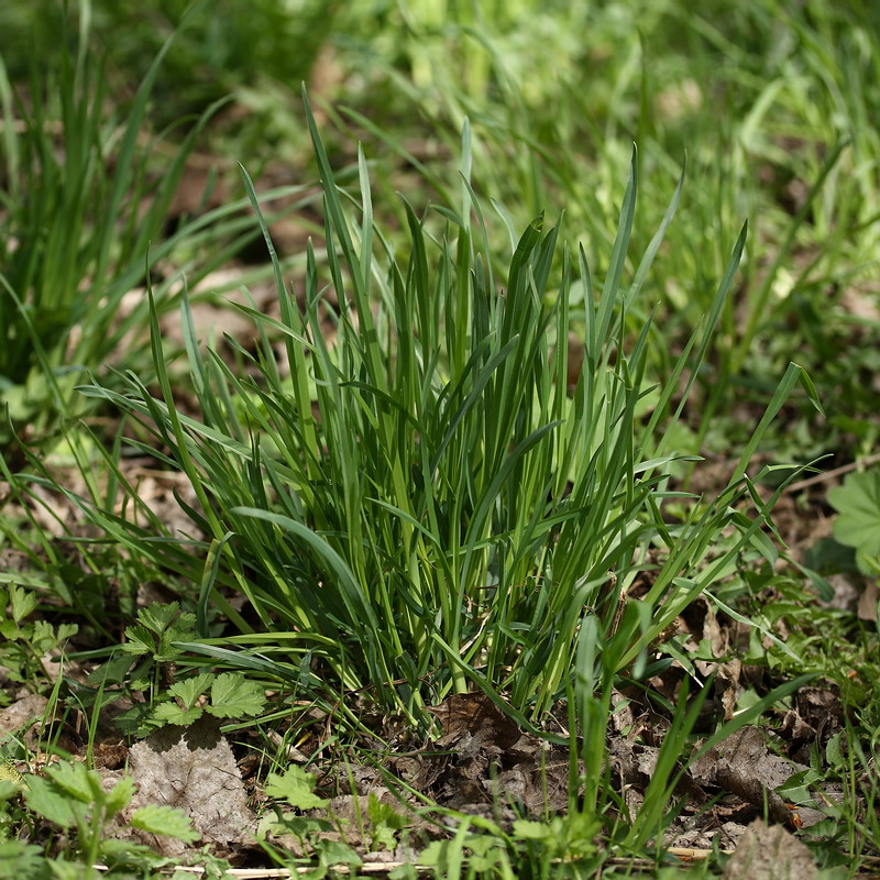 Изображение особи Dactylis glomerata.