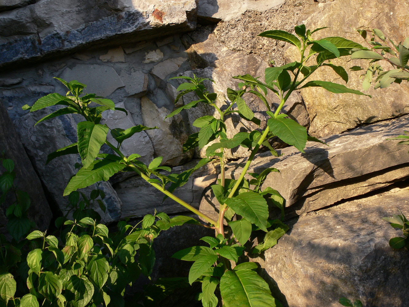 Image of Phytolacca americana specimen.