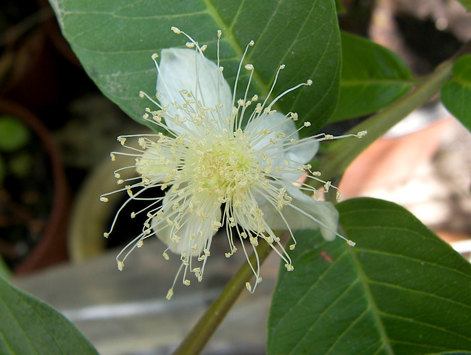 Image of Psidium guajava specimen.