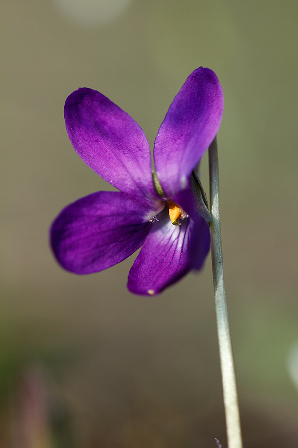 Изображение особи Viola ambigua.