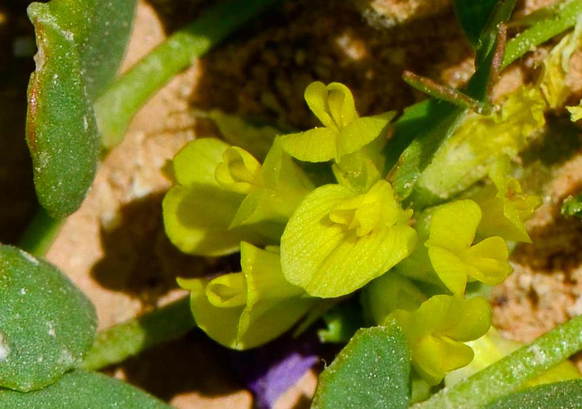 Изображение особи Trigonella stellata.