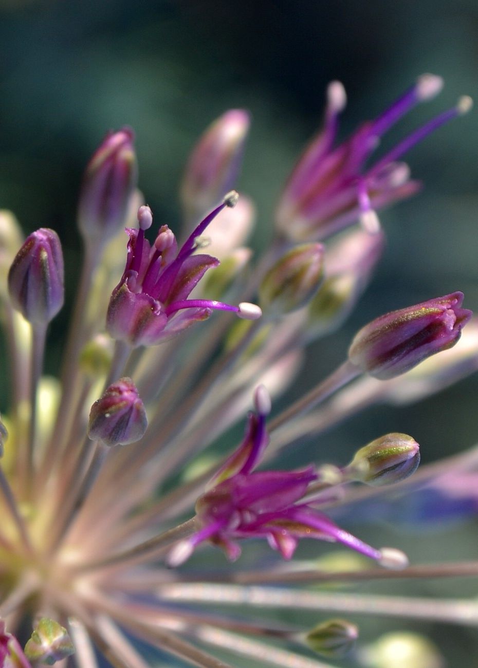 Image of Allium caspium specimen.