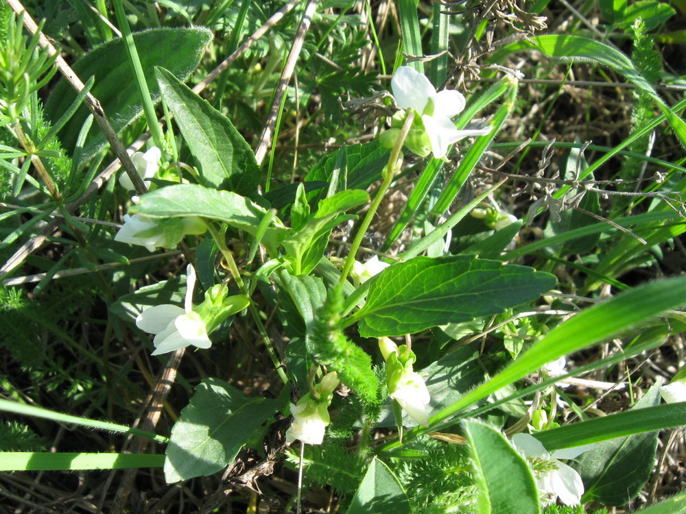 Image of Viola stagnina specimen.