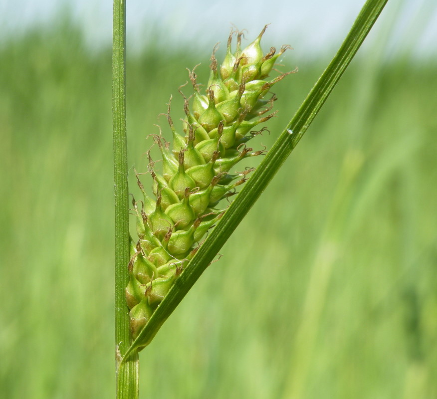 Image of Carex distans specimen.