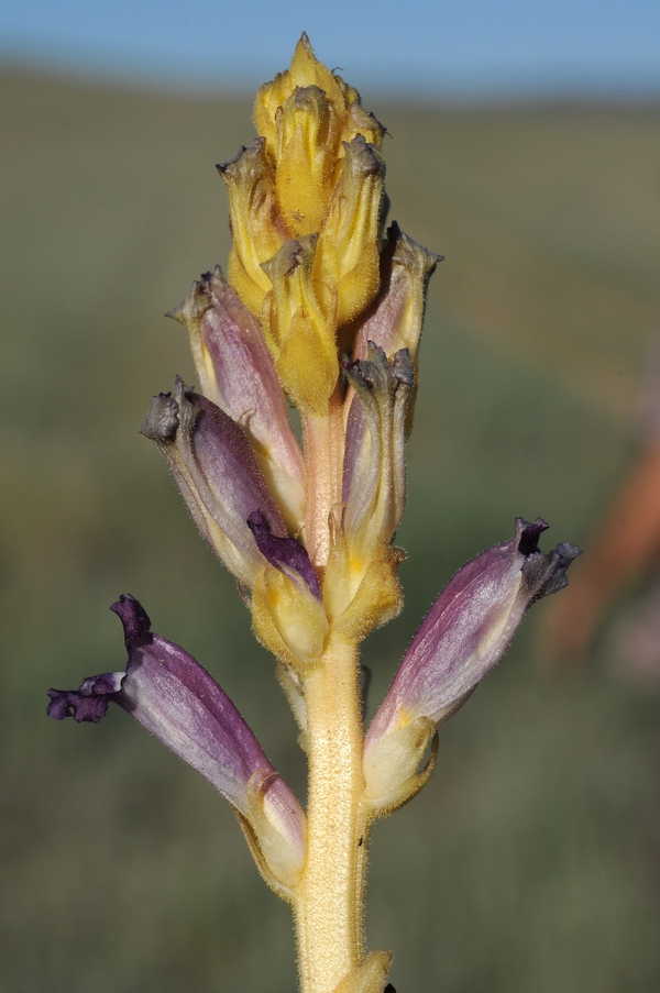 Изображение особи Orobanche amoena.