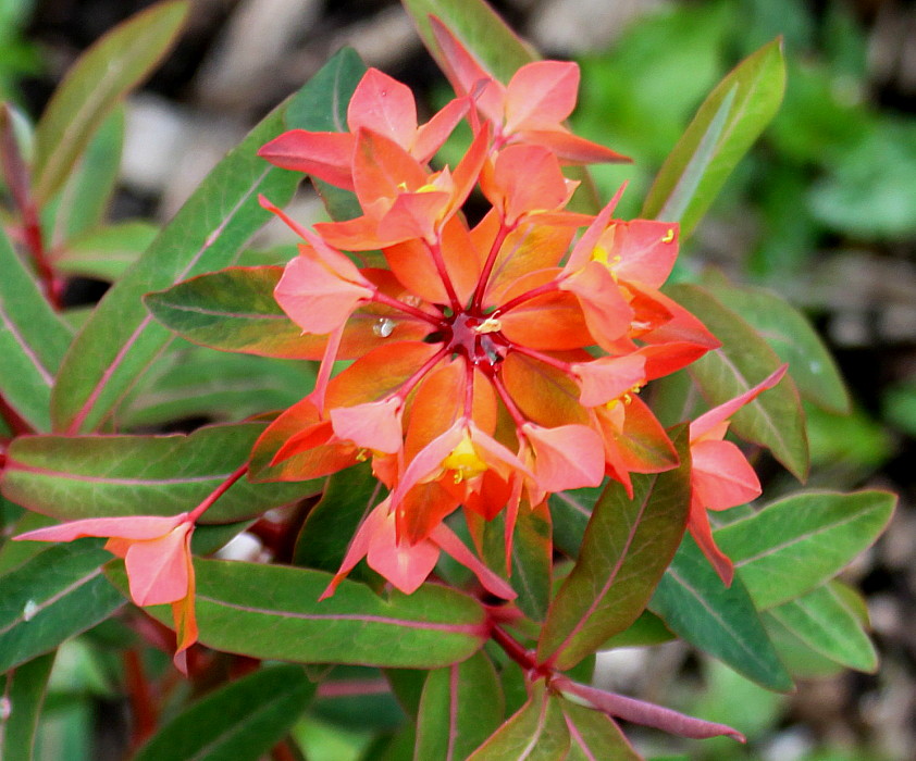 Image of Euphorbia griffithii specimen.