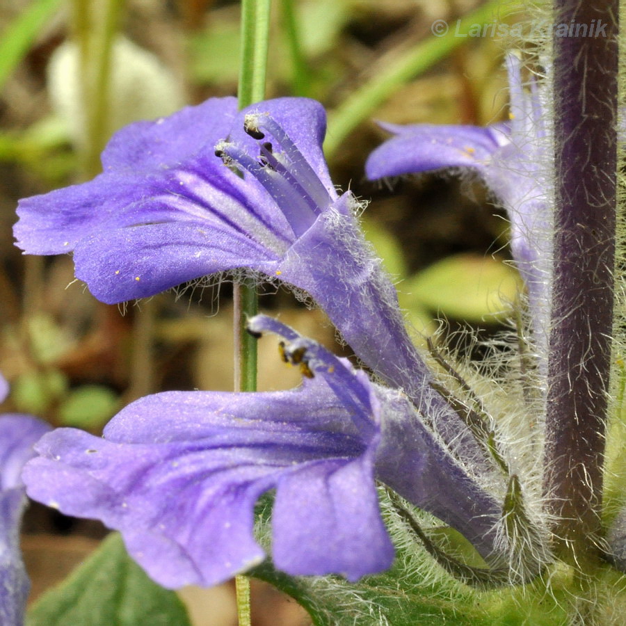 Image of Ajuga multiflora specimen.